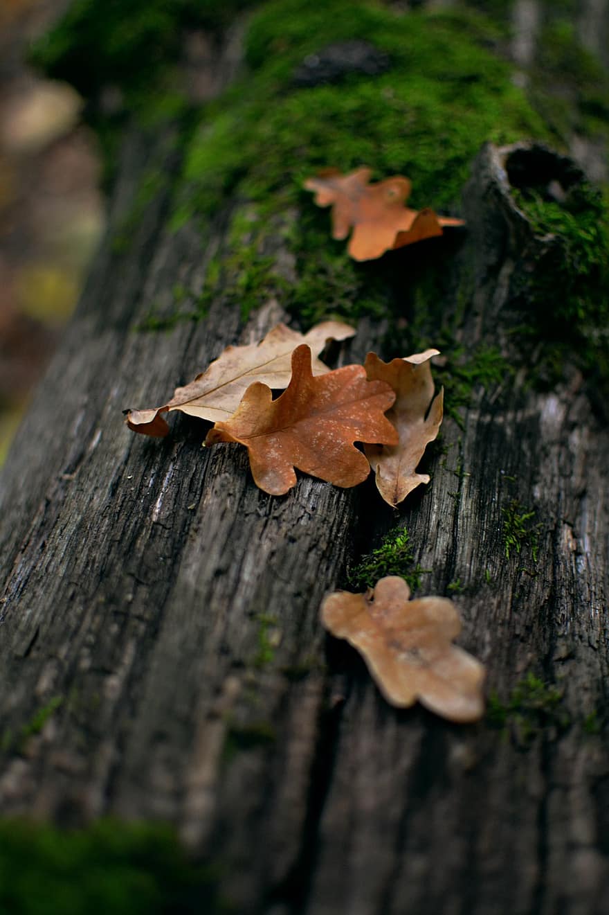 sušené listy, les, podzim