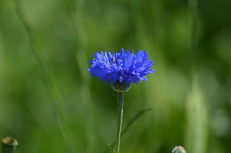 Ανθος αραβοσιτου, λουλούδι, μπλε λουλούδι, πέταλα, μπλε πέταλα, ανθίζω, άνθος, χλωρίδα, φυτό, αγριολούλουδα