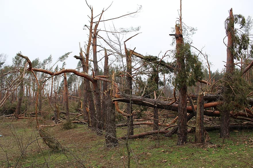 Puut, Pines, metsä, pysäköidä, havupuu, puu, kaatuneet puut, tornado, myrsky, Hurrikaani, luonto