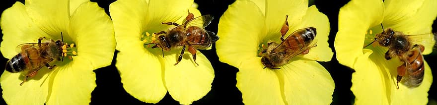 lebah, penyerbukan, menyerbuki, serangga, ilmu serangga, benang sari, stigma, fotografi makro, berkembang, mekar, bunga kuning