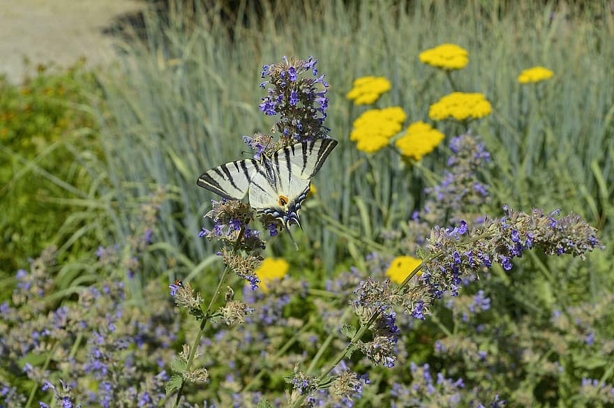 knappe swallowtail, blomster, pollinere, sommerfugl, iphiclides podalirius, pollinering, insekt, bevinget insekt, sommerfuglvinger, blomst, blomstre