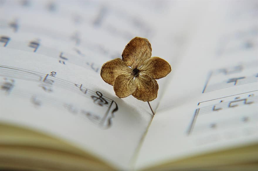 Hydrangea, Flower, Music, Page, Paper, Decoration, Close Up, Clef, Vintage, Old, Dream