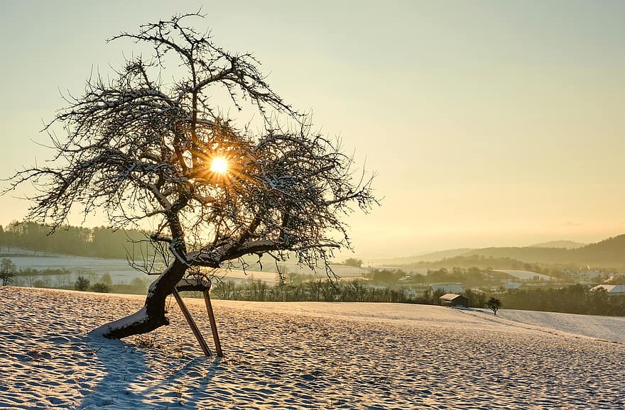 arbre, neu, llum solar, camp, nevat, hivern, sol, llum d'hivern, gelades, fred, boira