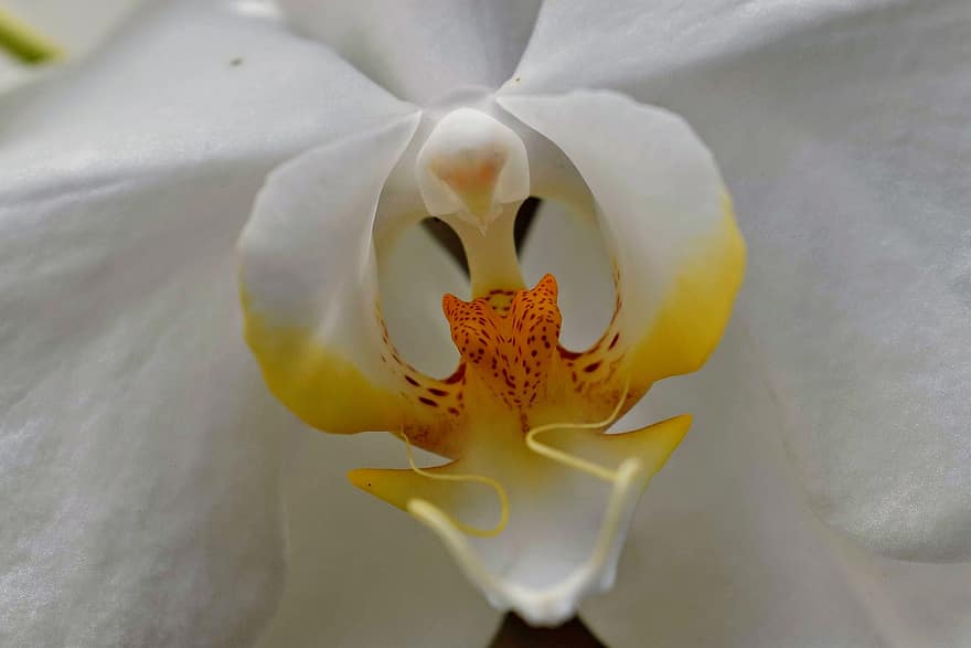 orchidea, kwiat, biały kwiat, płatki, białe płatki, Natura, roślina, kwitnąć, flora, zbliżenie, płatek