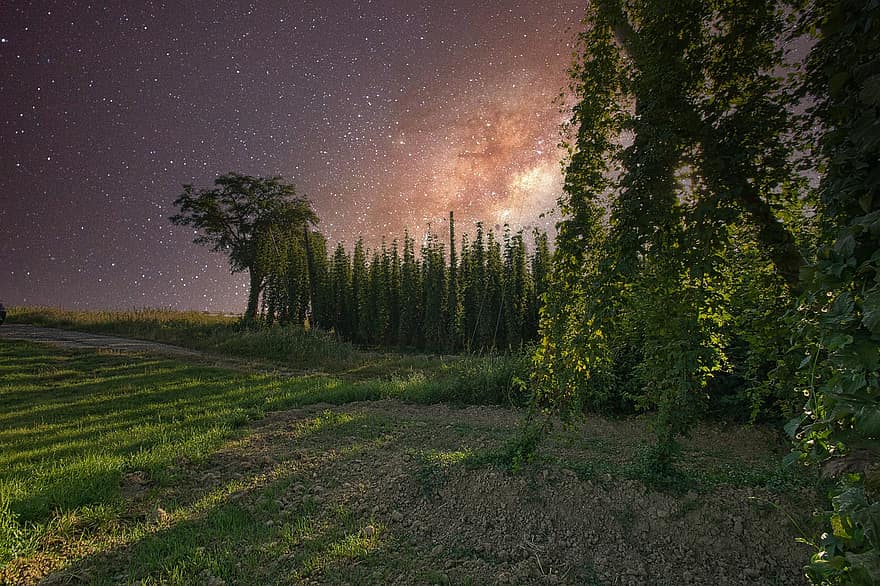 Forest, Trees, Foliage, Grass, Sky, Night Sky, Milky Way, Star, Universe, Space, Constellation