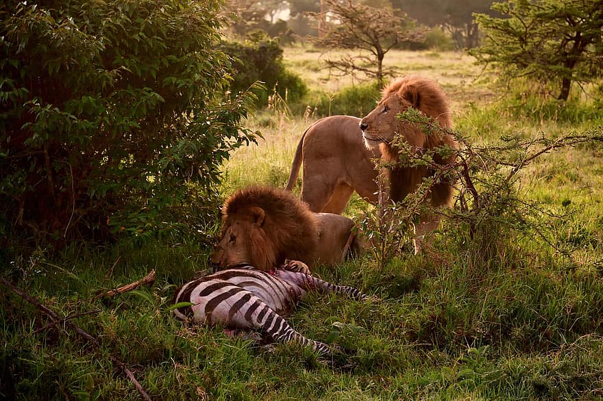 lleó, animal, masai mara, Àfrica, vida salvatge, mamífer, felí, gat no domesticat, animals a la natura, animals de safari, gat gran