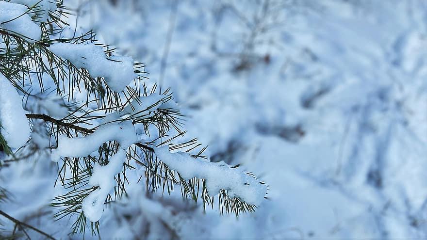 ace de pin, frunze, zăpadă, iarnă, molid, îngheţ, gheaţă, lăstar, ramură, crenguţă, copac