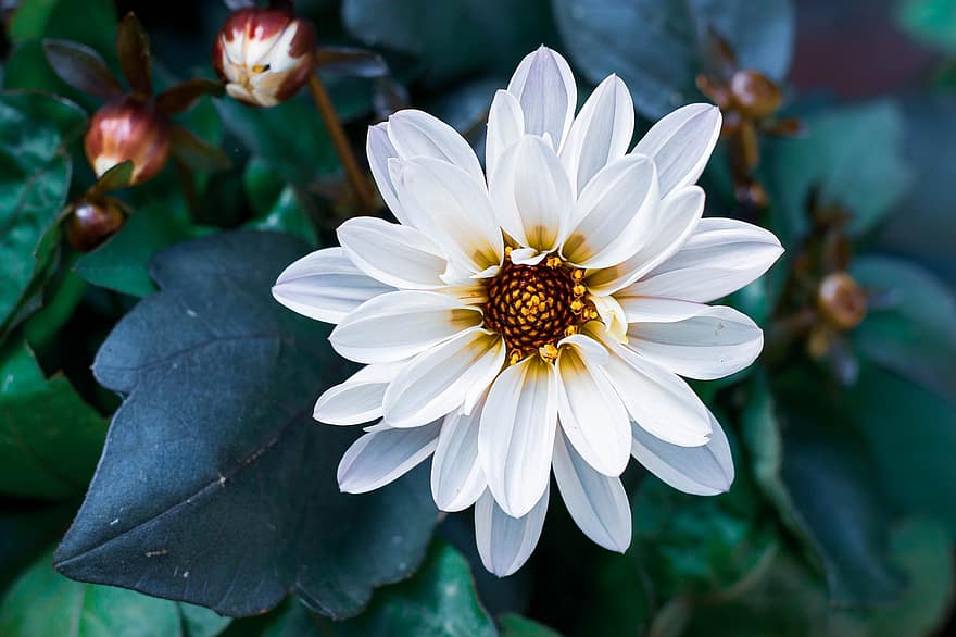 Dahlia, Flower, White Dahlia, White Flower, Nature, Garden, Spring, Flora, plant, close-up, leaf