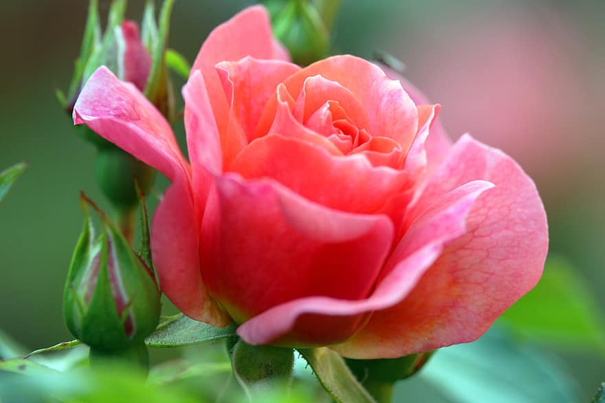 berwarna merah muda, mawar, mekar, berkembang, romantis, taman, keindahan, mawar mekar, rumpun pohon bunga mawar, alam, kelopak