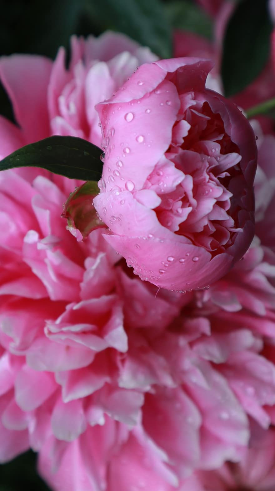 цветок, лепестки, роса, дождь, Paeonia, пион, капли, природа