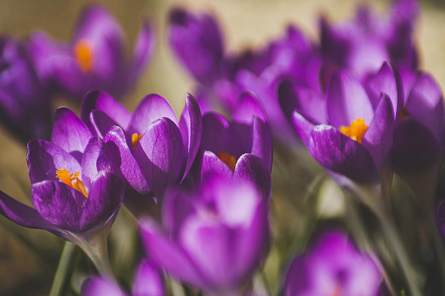Crocus, Purple, Flowers, Purple Flowers, Purple Petals, Bloom, Blossom, Flora, Floriculture, Horticulture, Botany