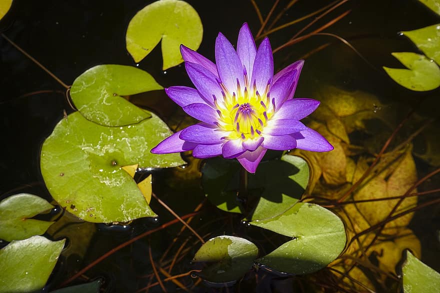 Lotus, Seerose, lilane Blumen, Wasserpflanzen, nelumbo nucifera, Blatt, Pflanze, Teich, Blütenkopf, Blume, Sommer-