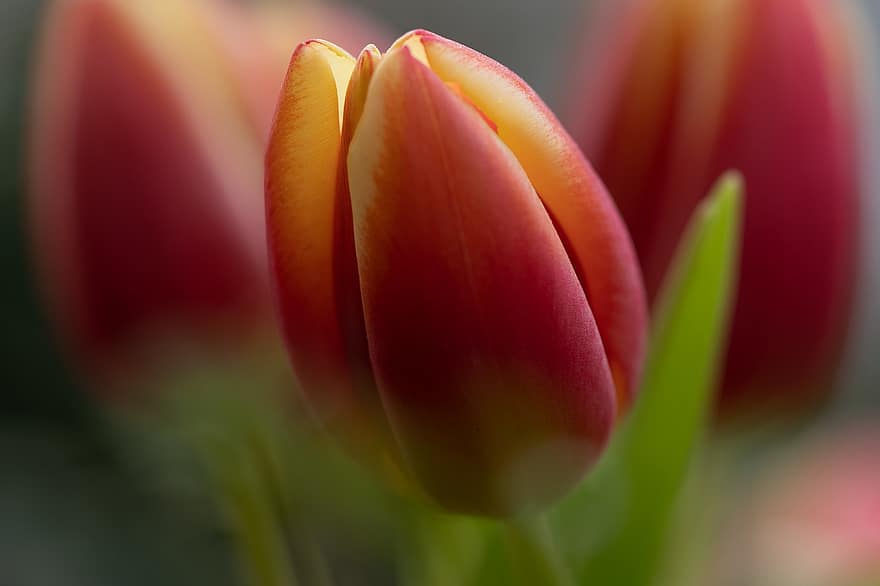 tulipan, blomst, blomstrende, forårsbloem, forår, flora, natur
