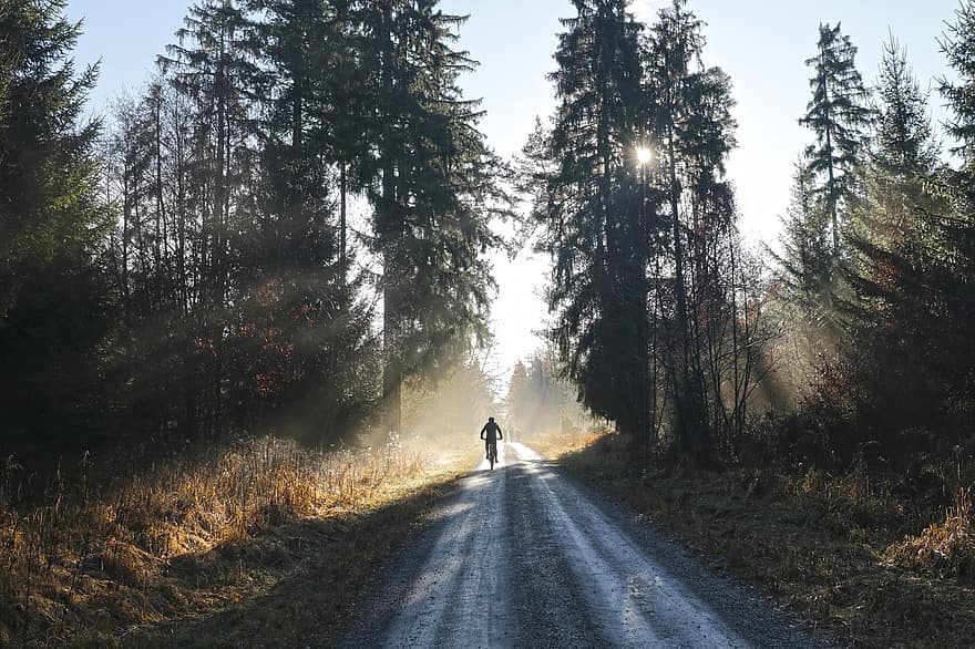 bosc, arbres, passeig, activitat, a l'aire lliure, bicicleta, ciclista, naturalesa