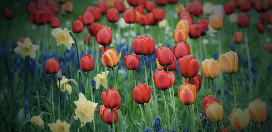 blomster, tulipaner, hage, natur, Sverige, vakker, eng, felt, tulipan, blomst, våren