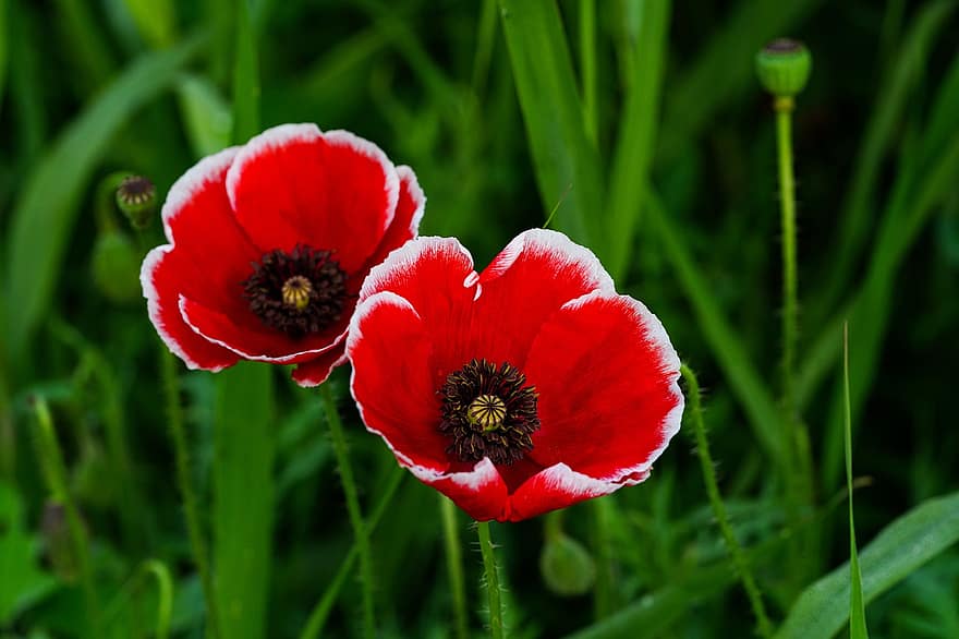 bunga poppy, bunga poppy merah, bunga merah, bunga-bunga, bunga liar, republik korea, tanaman, padang rumput, alam