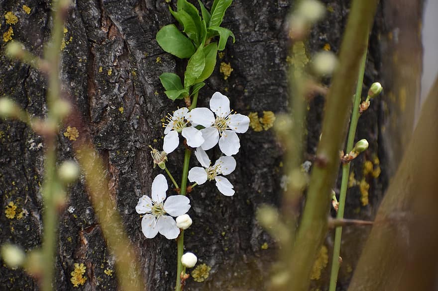 Vosková třešeň, květ, rostlina, bílé květy, okvětní lístky, jaro, Příroda, list, detail, letní, strom