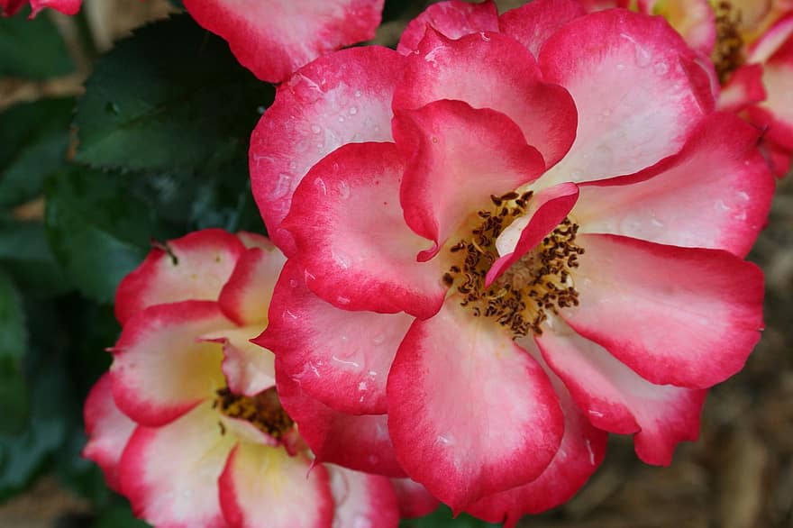 gemalen roos, rode bloemen, tuin-, detailopname, fabriek, bloem, blad, bloemblad, bloemhoofd, zomer, plantkunde