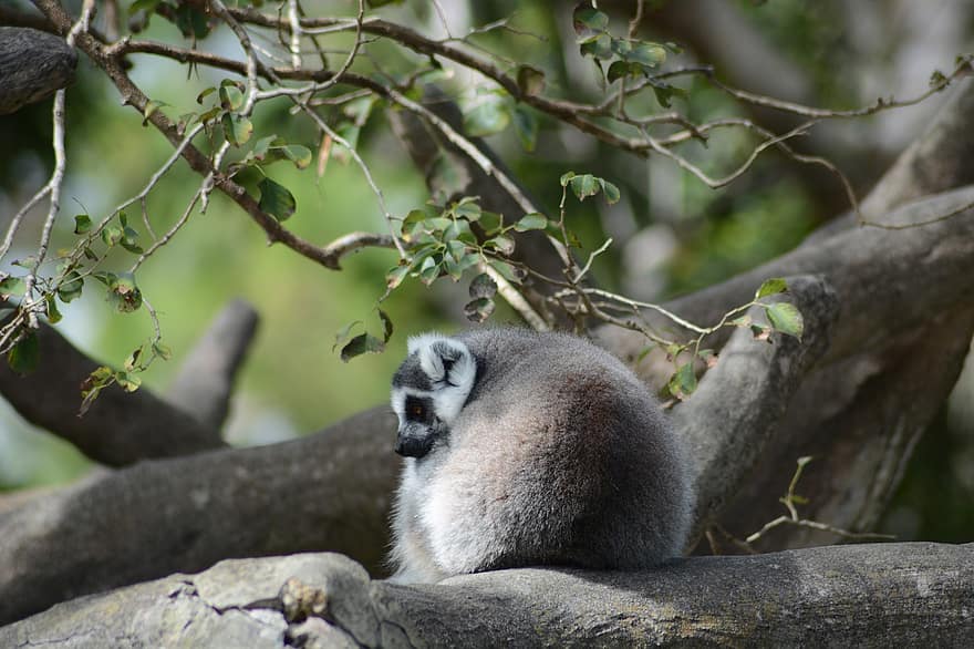 Tier, Lemur, Säugetier, Fauna, Spezies, Tierwelt