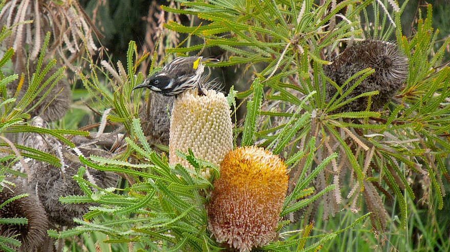 burung, banksia, bunga, berkembang, pemakan madu