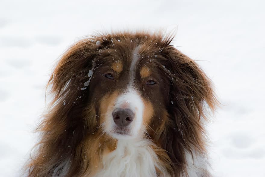australianpaimenkoira, koira, lumi, lemmikki-, eläin, kotimainen koira, koiran-, nisäkäs, söpö, pörröinen