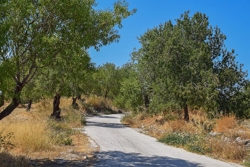 Road, Trees, Landscape, Nature, Path, Countryside, Rural, Mediterranean, Alona