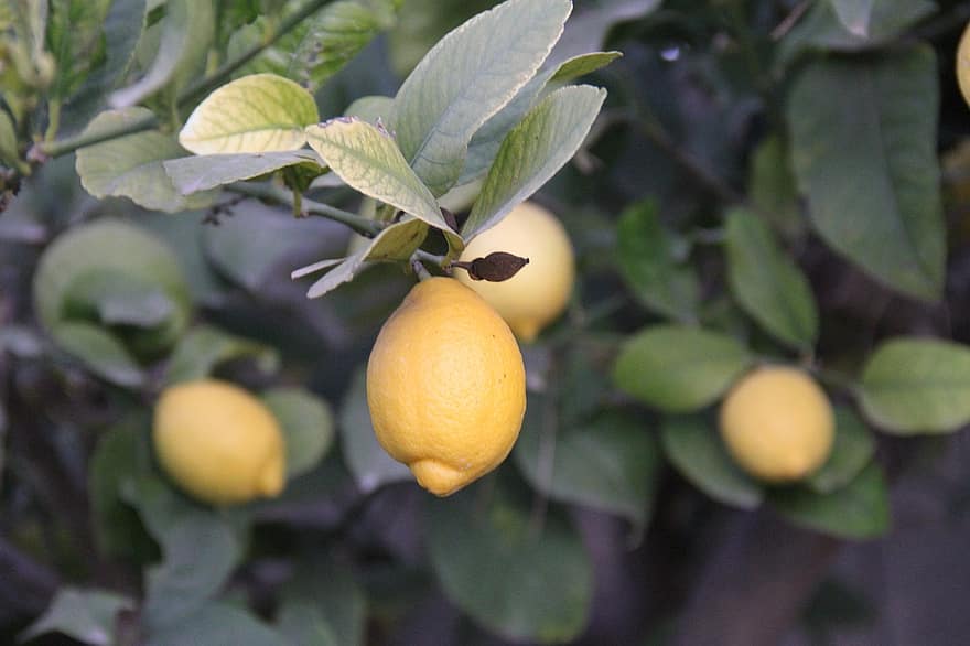 лимон, лимонное дерево, фрукты, цитрусовые, питание, кислота, Лайм