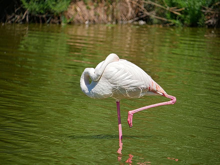 flamingo, pássaro, lagoa, animal, plumagem, penas, pernas compridas, mundo animal