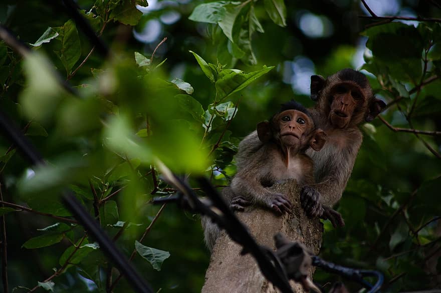 makaka, mērkaķis, koks, bērnu mērkaķis, jauns dzīvnieks, dzīvnieki, primātiem, savvaļas dzīvnieki, zīdītājiem, mežs