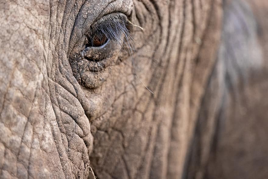 con voi, Người châu Phi, thú vật, con mắt, làn da, động vật hoang dã, hoang dã, Thiên nhiên, cái đầu, khuôn mặt, đóng