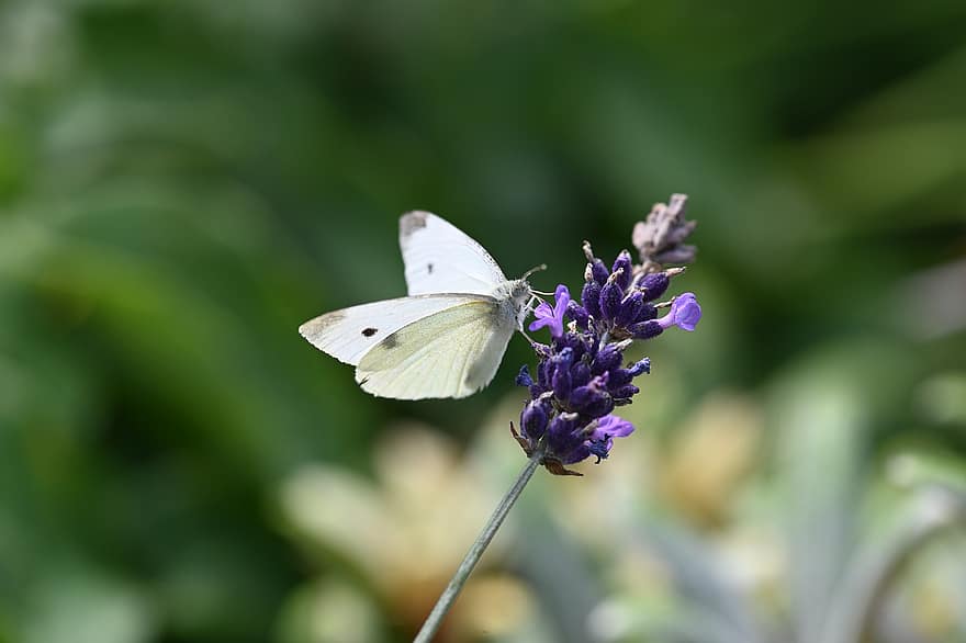 Butterfly, Insect, Flower, Animal, Wings, Lavender, Plant, Garden, Nature, Summer