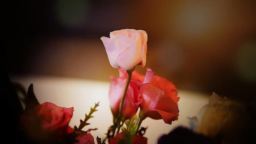 Rose, blomster, plante, kronblade, natur, smuk, kærlighed, romantik, flora, have, dekoration
