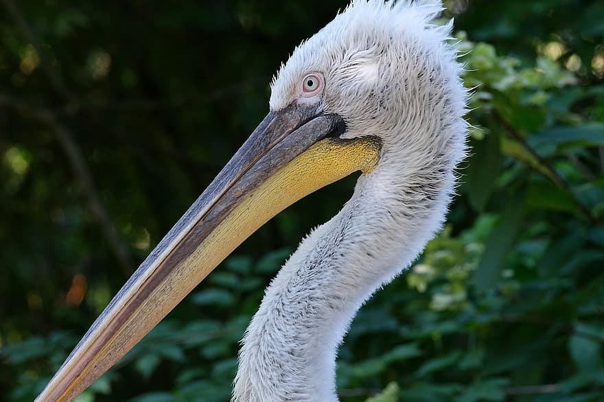 pelikan, πουλί, μάτι, φτερά, ζώο, κεφάλι, νερό πουλί