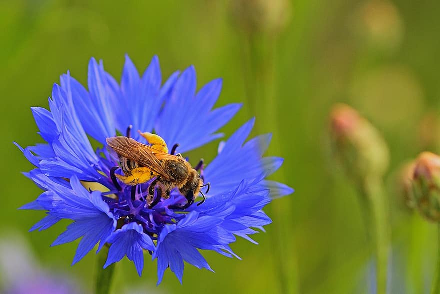 Kornblume, blühen, Hosenbiene, Sommer-, Blumenwiese, Blau, wilde Blumen, Flora, Nahansicht