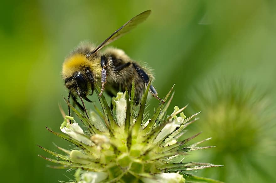 自然、蜂、花、昆虫、ミツバチ、動物、工場、フローラ