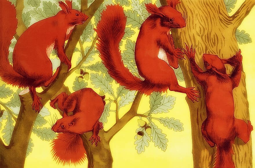 egern, træer, Skov, gnavere, Røde Egern, dyr, pattedyr, dyreliv, klatring, ødemark, vild
