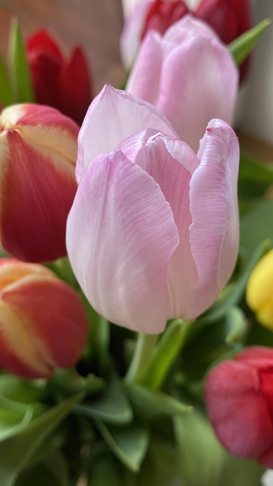 tulipan, kwiat, różowy kwiat, roślina, płatki, różowe płatki, kwitnąć, flora, ścieśniać, głowa kwiatu, płatek
