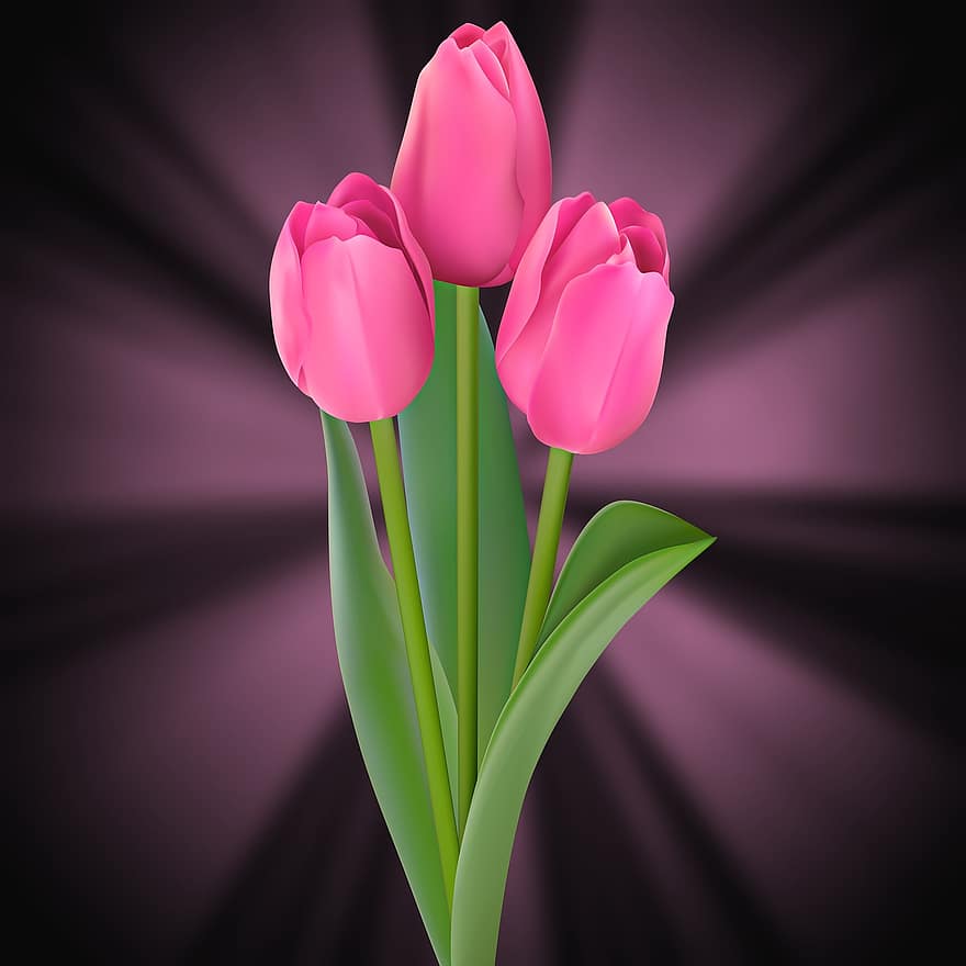 tulipa, flor, natureza, plantar, folha, tulipas rosa, flores, fundo preto