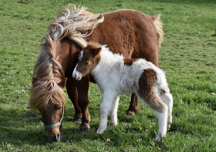 pony shetland, animali, pascolo, equini, puledro, piccoli cavalli, cavalli, criniera, prateria, campo, azienda agricola