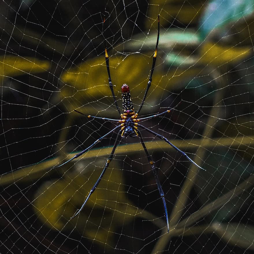 насекомое, паук, Web, энтомология, вид, паутина, крупный план, паукообразный, макрос, фоны, жуткий