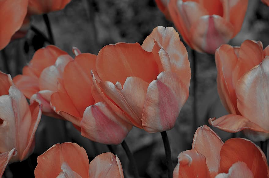 las flores, tulipanes, naturaleza, floración, flor, de cerca, planta, cabeza de flor, verano, pétalo, hoja