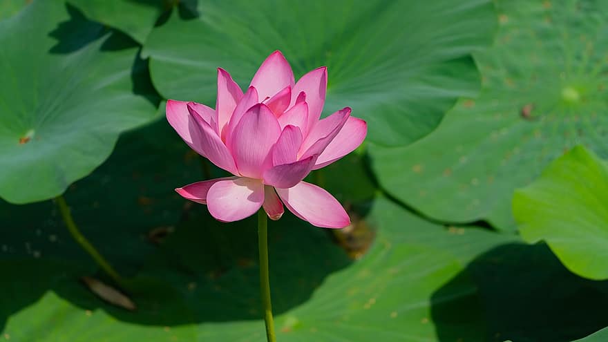 lotus, çiçek, bitki, pembe çiçek, Nilüfer, yaprakları, Çiçek açmak, lotus yaprakları, suda yaşayan bitki, gölet, doğa