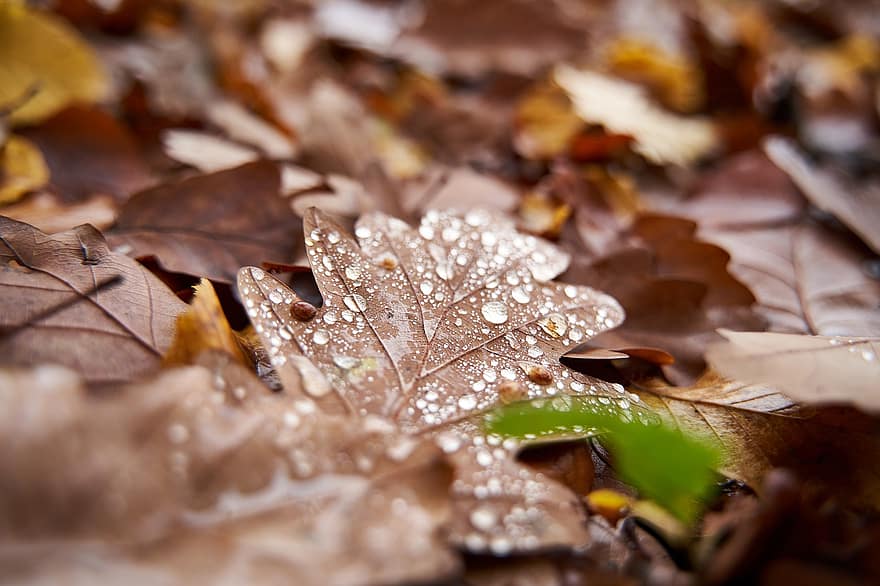 efterår, regn, Skov, november, stille, hvile, natur, landskab, dråbe vand, sæson, dryppe