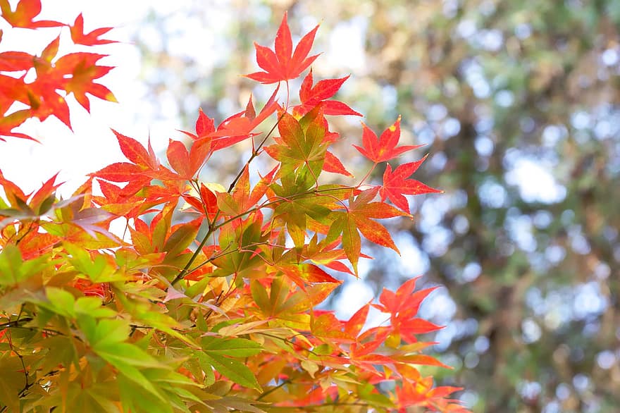 Maple, Leaves, Autumn, Branch, Foliage, Tree, Deciduous, Fall, Nature
