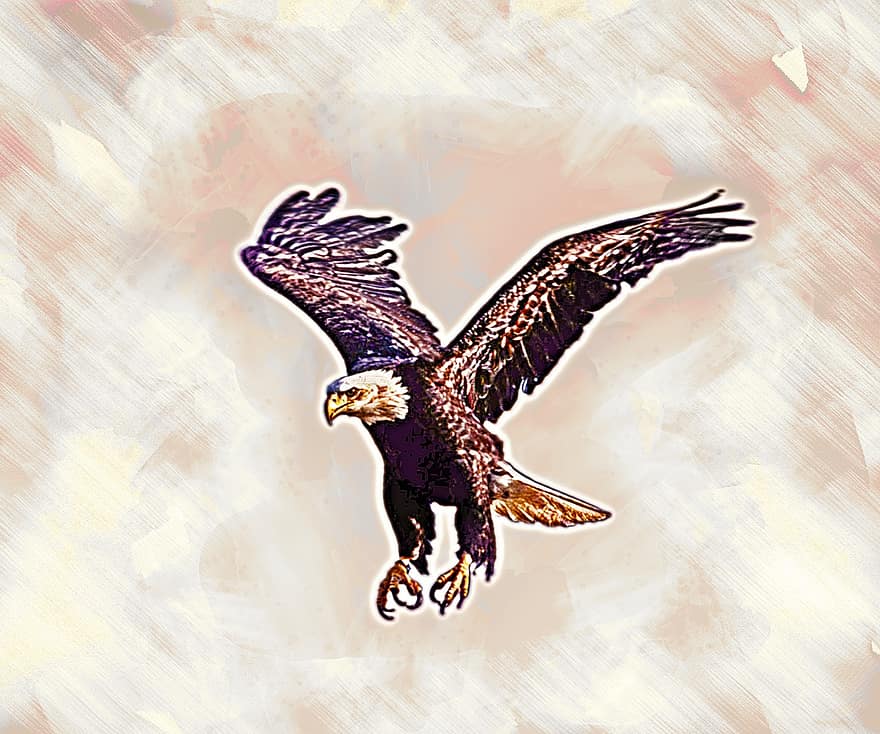 White-tailed Eagle, Bird Of Prey, Eagle, Bald Eagle, Bird, Nature, flying, illustration, hawk, vector, feather