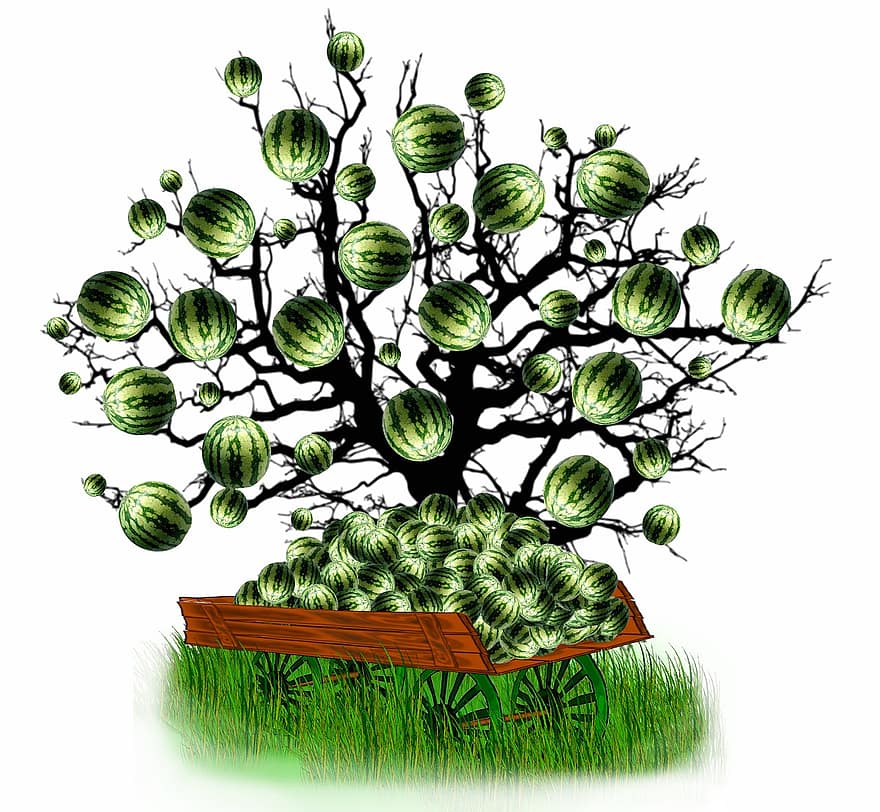 Арбузное дерево, Абстракция на изобилии арбуза