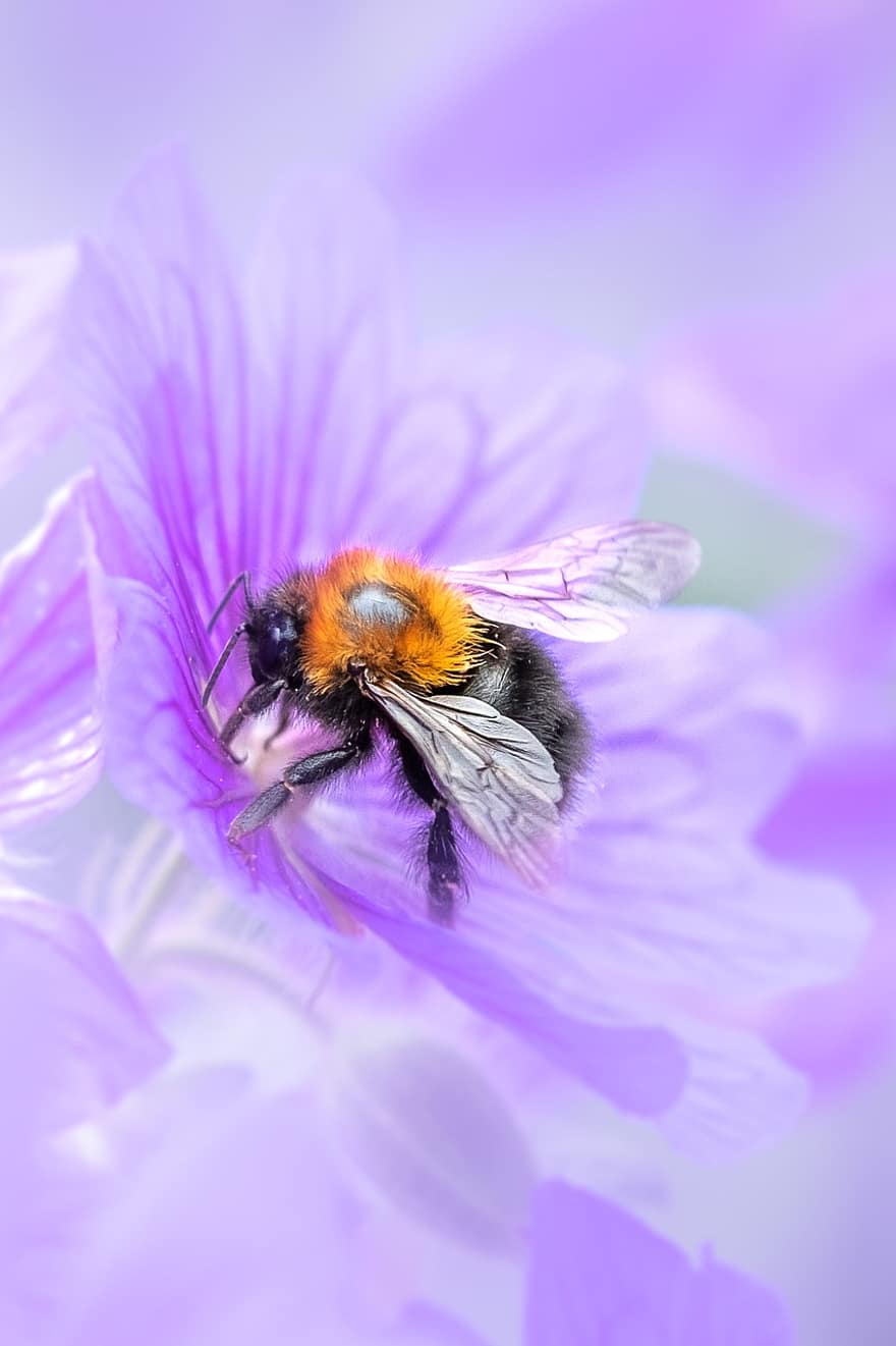 insectă, albină, entomologie, polenizare, macro, a închide, floare, polen, o singură floare, plantă, albina