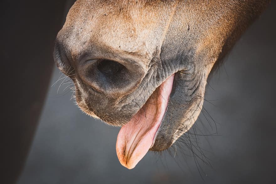 cavall, llengua, fossa nasal, animal, nas, mamífer, equí, poni, cap, mare, dün