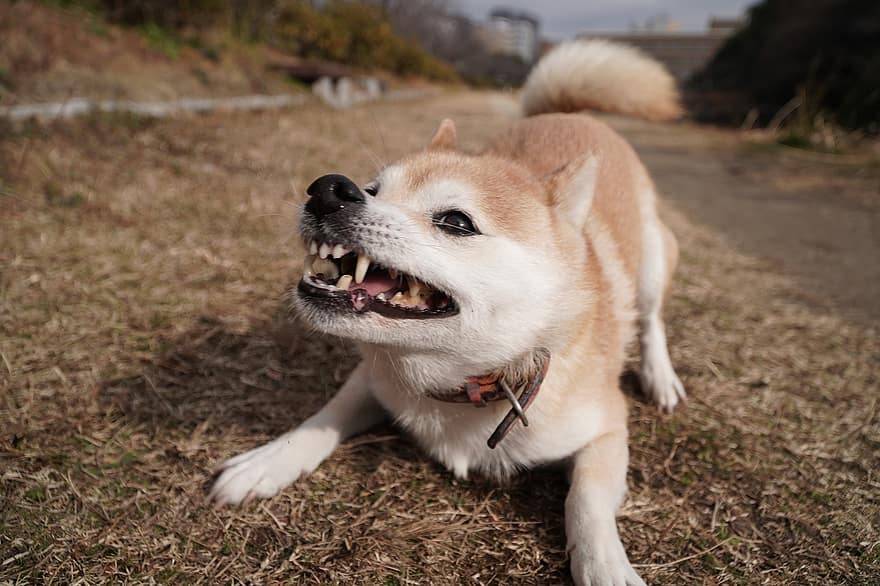 cane, animale domestico, cucciolo, a piedi, Shipa, Giappone, giapponese, carina, animali domestici, cane di razza, canino