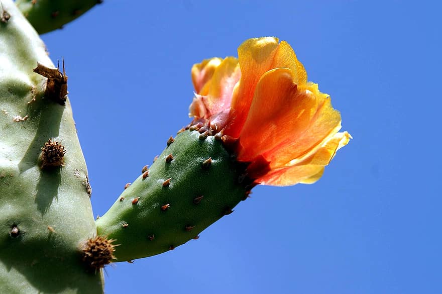 cactus, fiore, pianta, succulento, fioritura, fiorire, pianta fiorita, pianta ornamentale, flora, natura, giardino